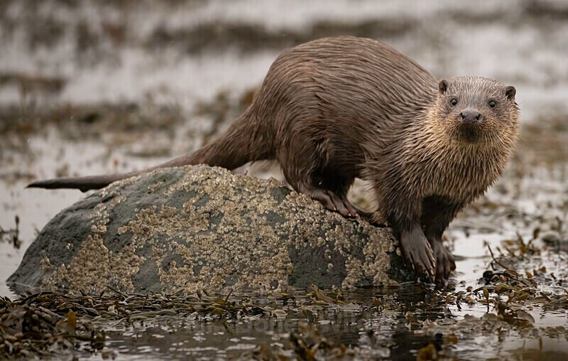 Otter cub, Isle of Mull, Scotland Dec 22 - LATEST... Isle of Mull Otters and Landscapes December 2022 & Seal Pups from Donna Nook, Lincs