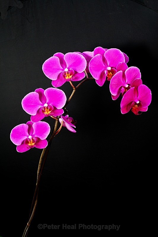 orchid
