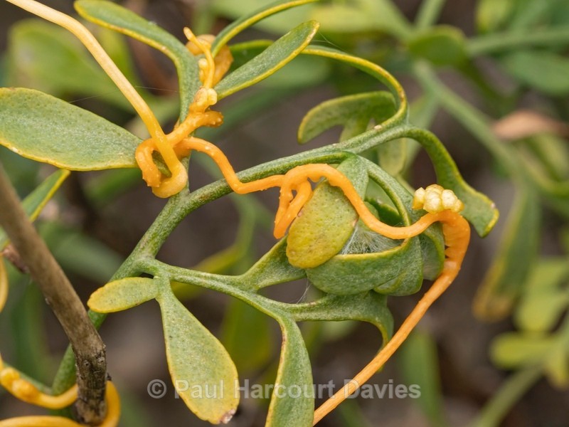 Field Dodder (Cuscuta campestris) - Ten Metres from Home 1.  (2020)