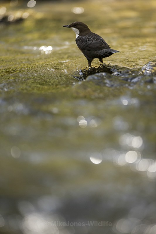 Dippers, North Wales - New Dippers