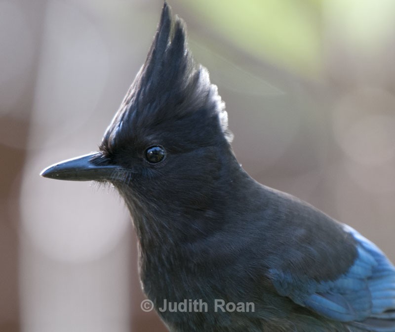 Steller's Jay - Backyard Birds of Mercer Island