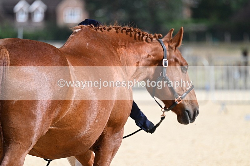 WJ7_2033 - In Hand