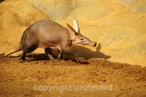 Aardvark - African Wildlife