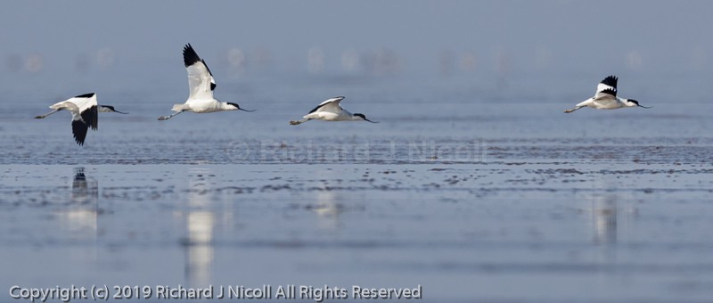 Avocet (Recurvirostra avosetta) - Avocet (Recurvirostra avosetta)