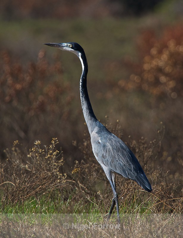 Black-headed Heron (adult) walking in grass near the Park entrance - Black-headed Heron
