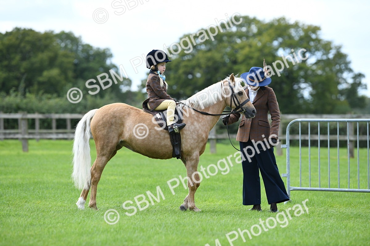 SBM_42436 - S20 - Lead Rein Mountain & Moorland Pony