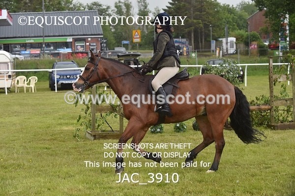 JAC_3910 - 55cm WORKING HUNTER