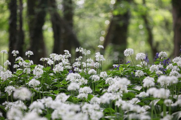  - Woodland scenes & flowers