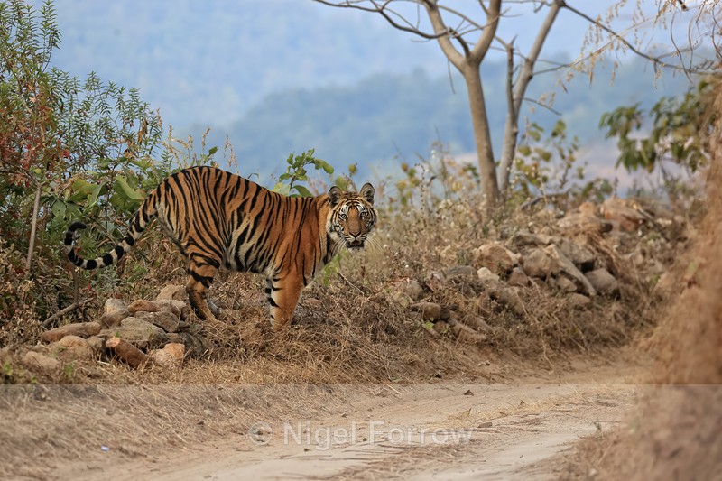 Tiger cub at roadside, Bandhavgarh Reserve, India - Tiger