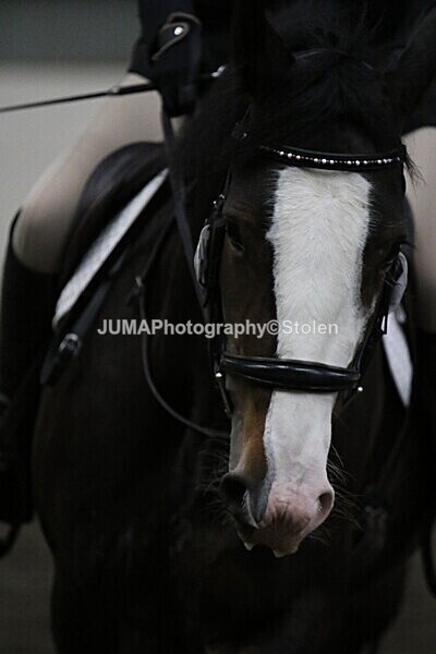 SIAL4353 - CAbin Dressage 5th july 2025