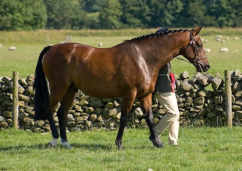 161 - Moniaive Horse Show 2008