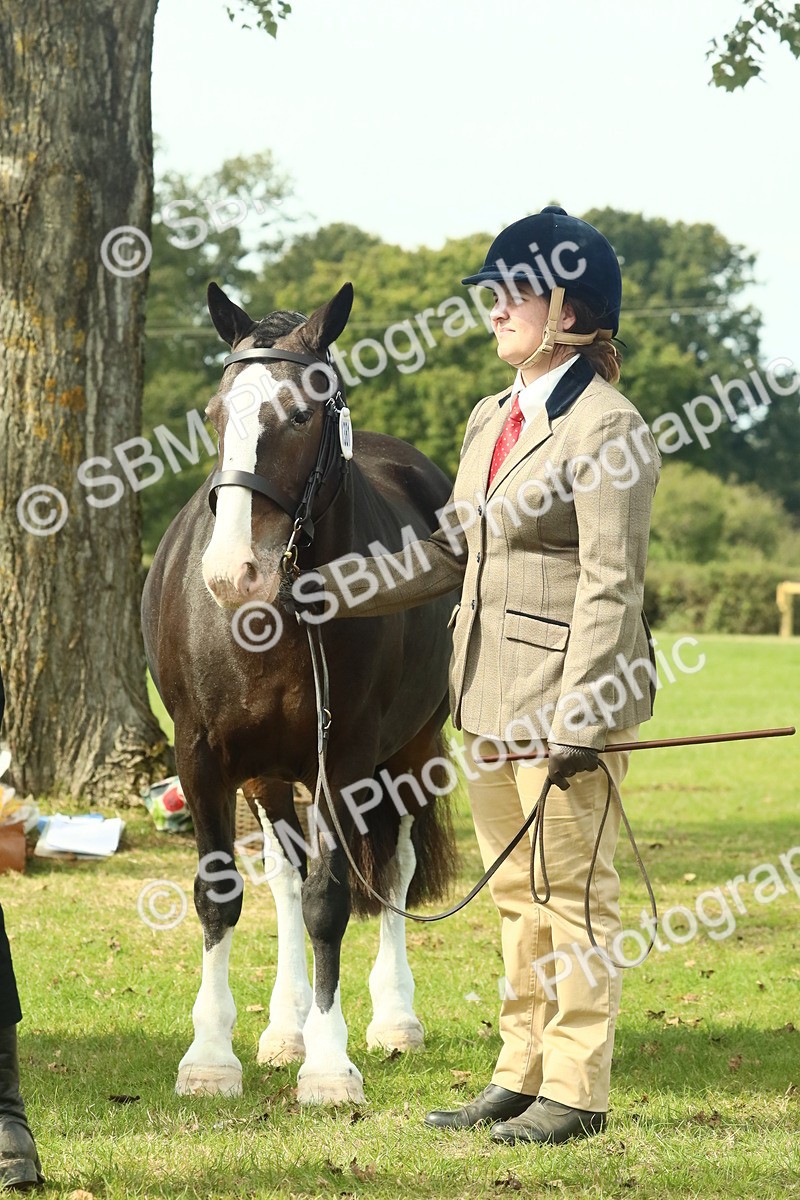 SBM_66767 - S34 - Rehabilitated Rescue Horse & Pony In Hand & Ridden