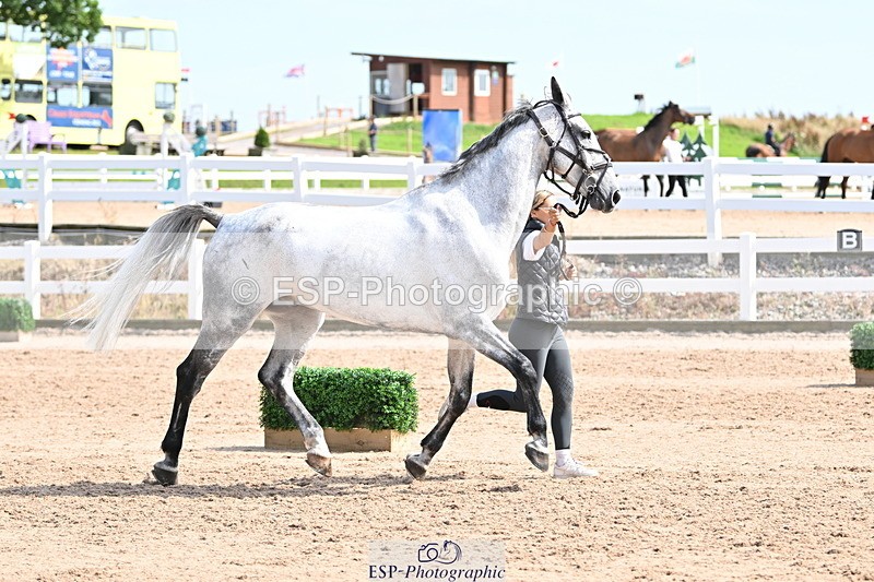 240717A-155921-03244 - Trot Up 3pm to 4pm