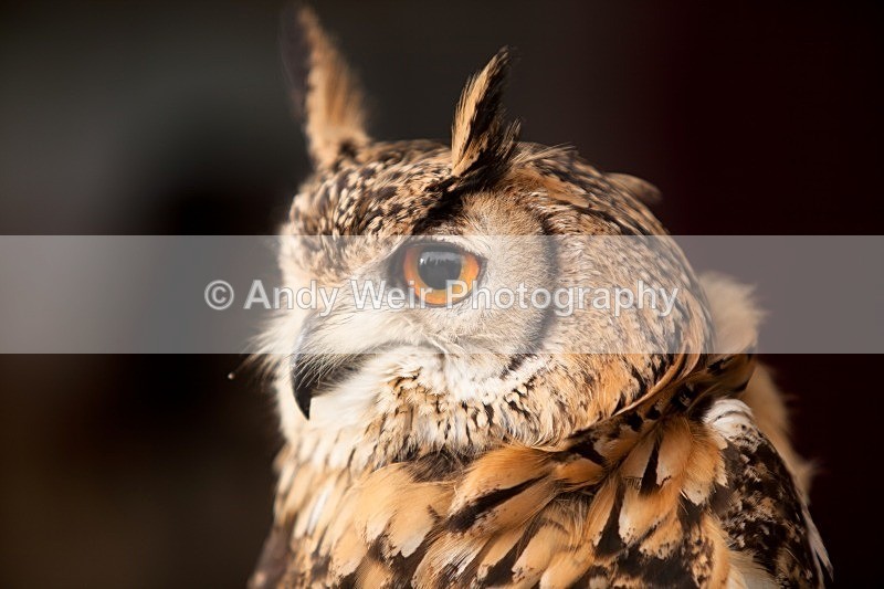 20120121-_MG_8745 - Eagle Owl