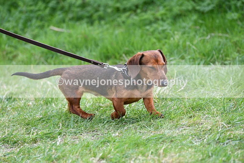 WJ5_9473 - Class 3 Most Handsome Dog