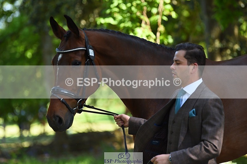 230524-154526-00479 - 365-BWE_NEWTON_DE_JASPER-Adam_Harvey-WEDTrotUp+DR