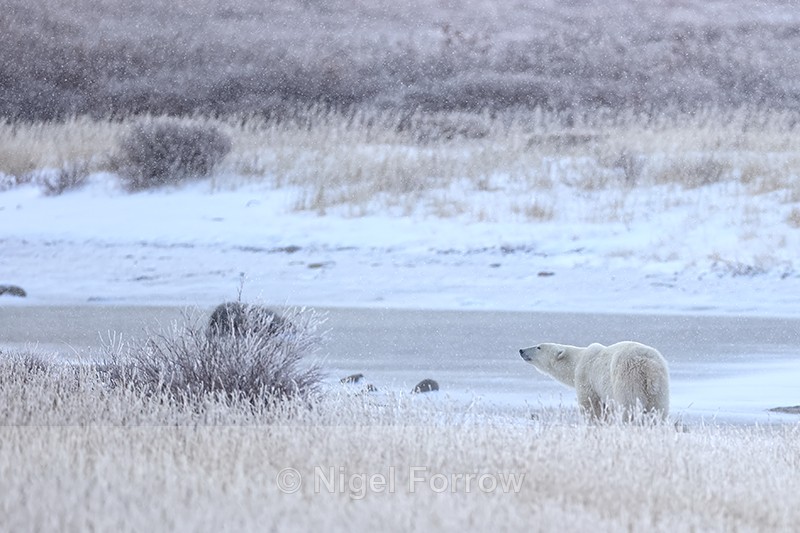 Polar Bear & snow falling, Churchill, Canada - Polar Bear