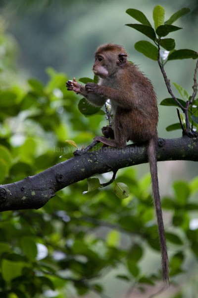 Macaque Monkey in Jungle in Ella Sri Lanka 10 - Sri Lanka wildlife, people & places