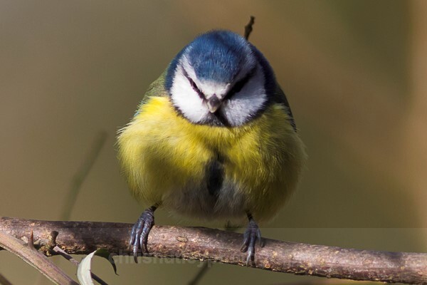  - Birds of Britain and Europe
