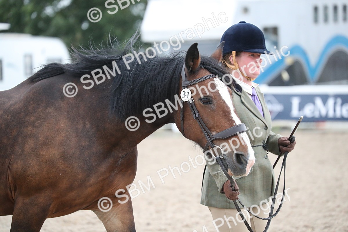 SBM_18277 - Class 318 IH Part bred Horse/Pony