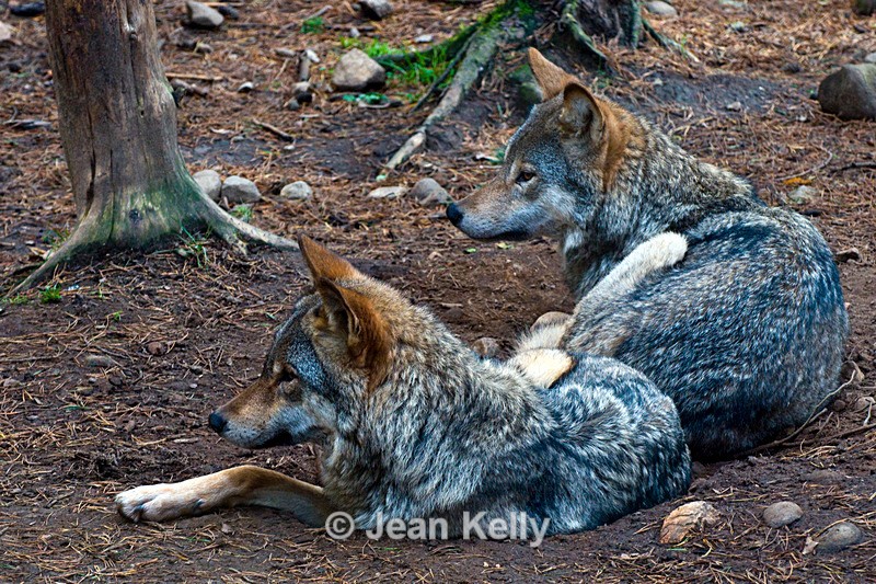 Wolves - 7984 - Wolves and Foxes
