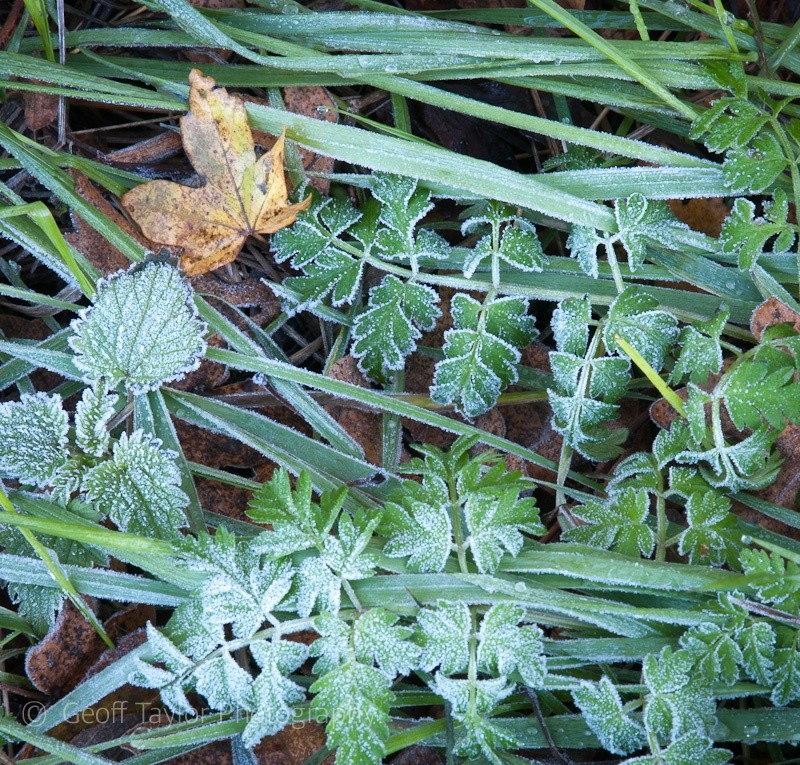 Wolverton frost - Wenlock Edge