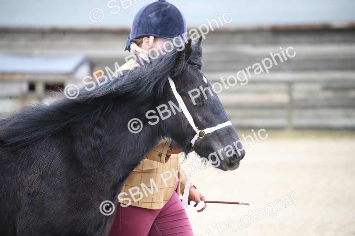 SBM_003965 - Class 1-4 - Young Stock classes Inc. In Hand Championship