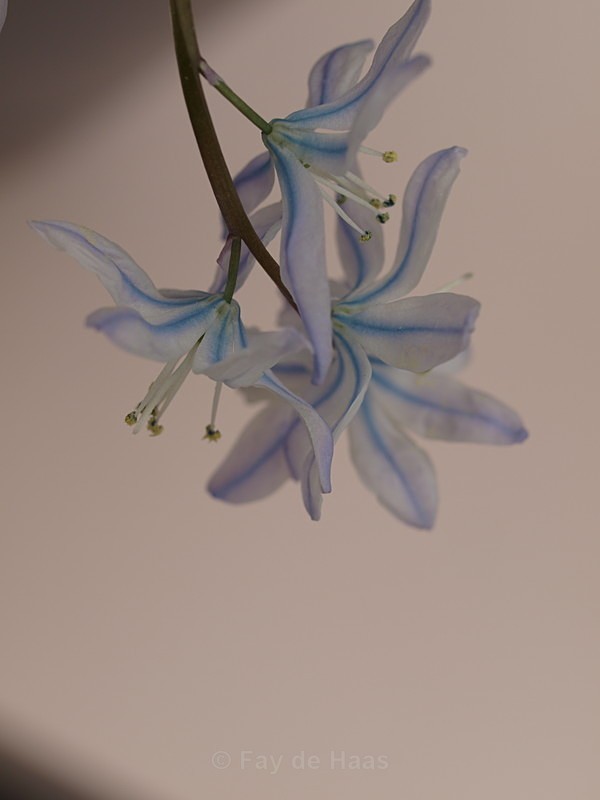  - Spring's Delights