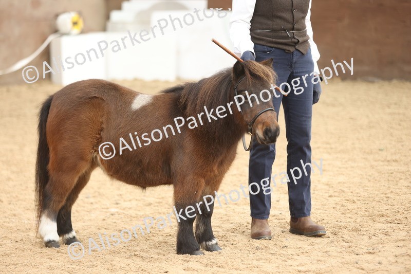 20251109-0331 - Class 13 - Mares 4 Years and Over