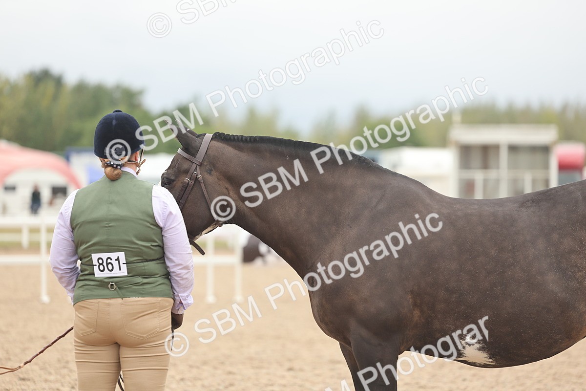 SBM_19837 - Class 318 - IH Part Bred Horse-Pony