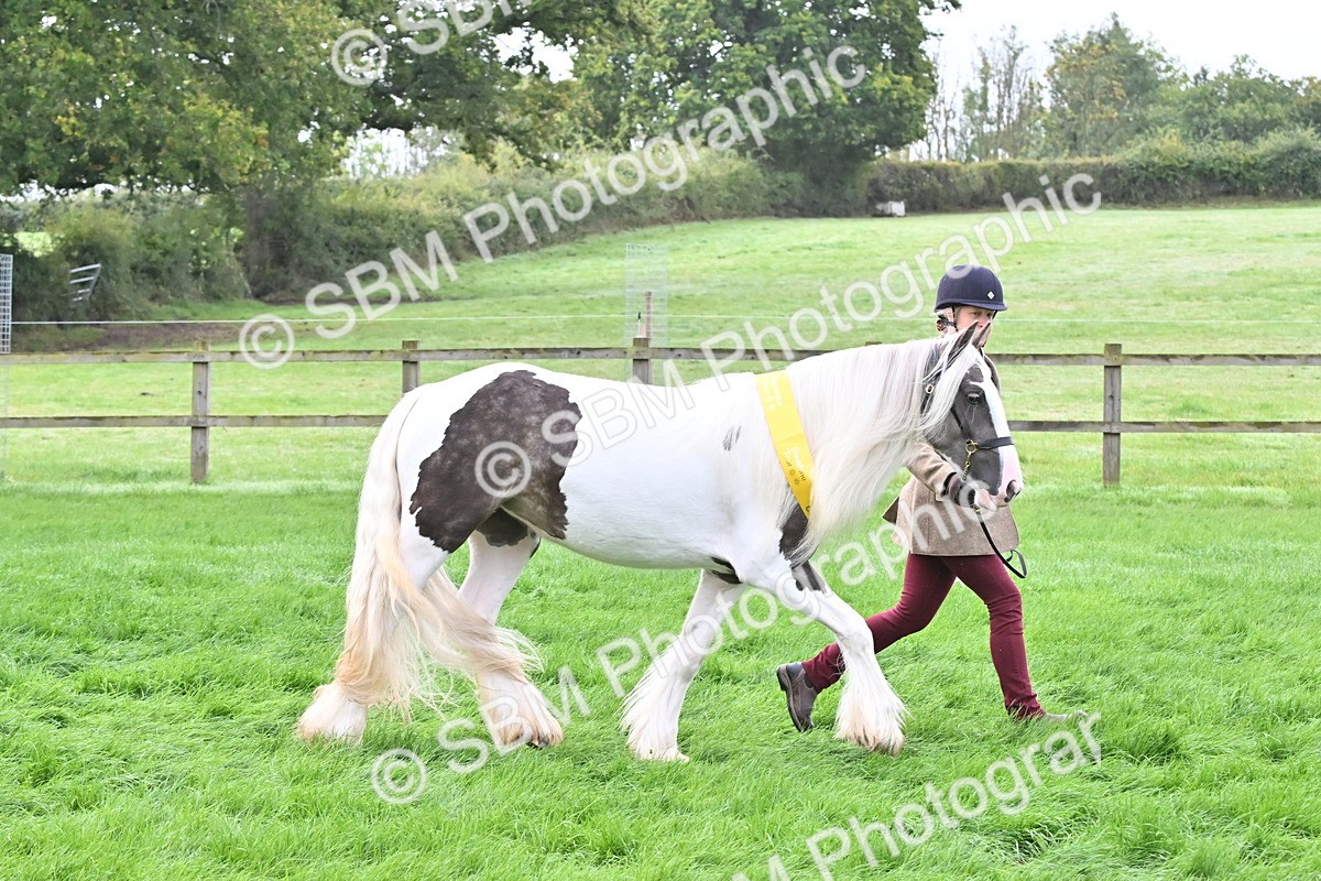 SBM_57012 - S45 - Coloured Pony In Hand