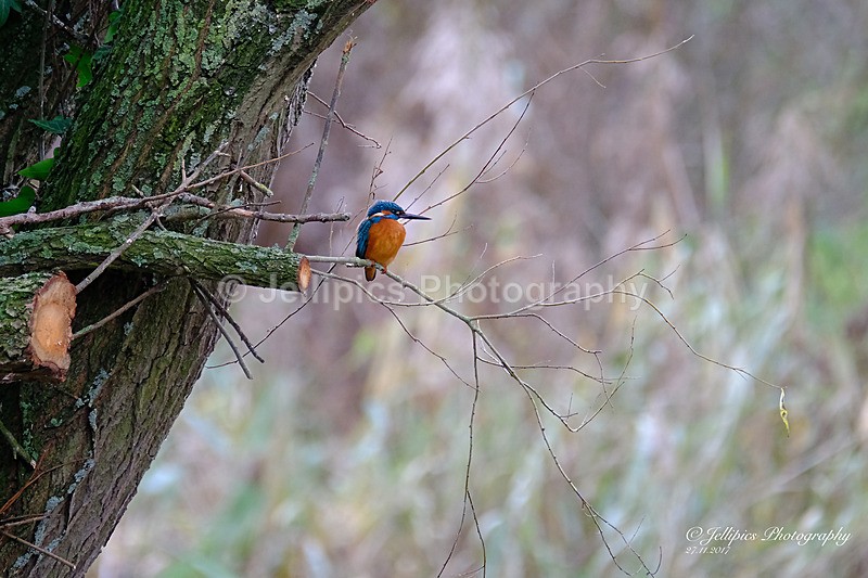  - Wildlife and Nature