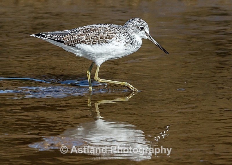 Astland Photography, Bird and Wildlife Images, Susan and Peter Wilson, U.K.