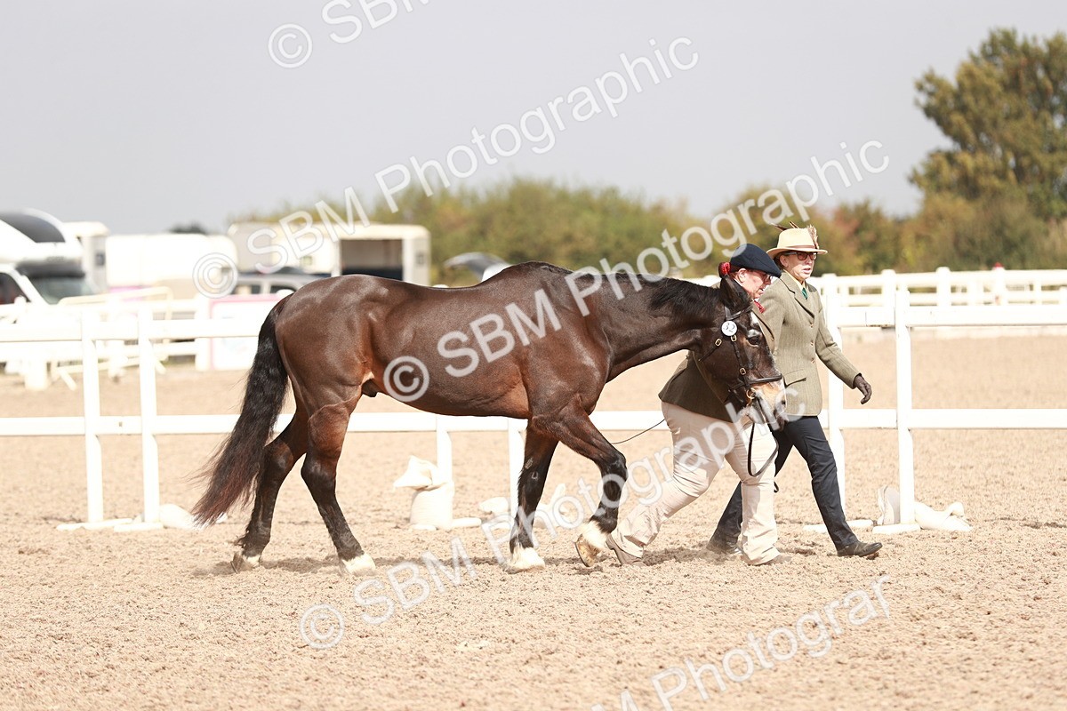SBM_13144 - Class 208 IH Veteran Horse