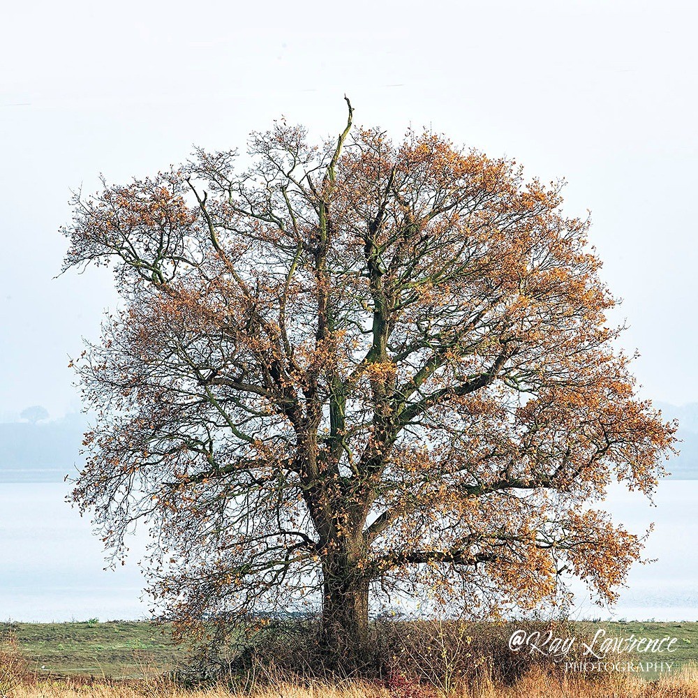 Abberton Reservoir_08-12-20-RLP1944sq - Close to Home