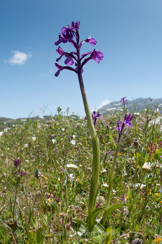  - Orchids - Crete