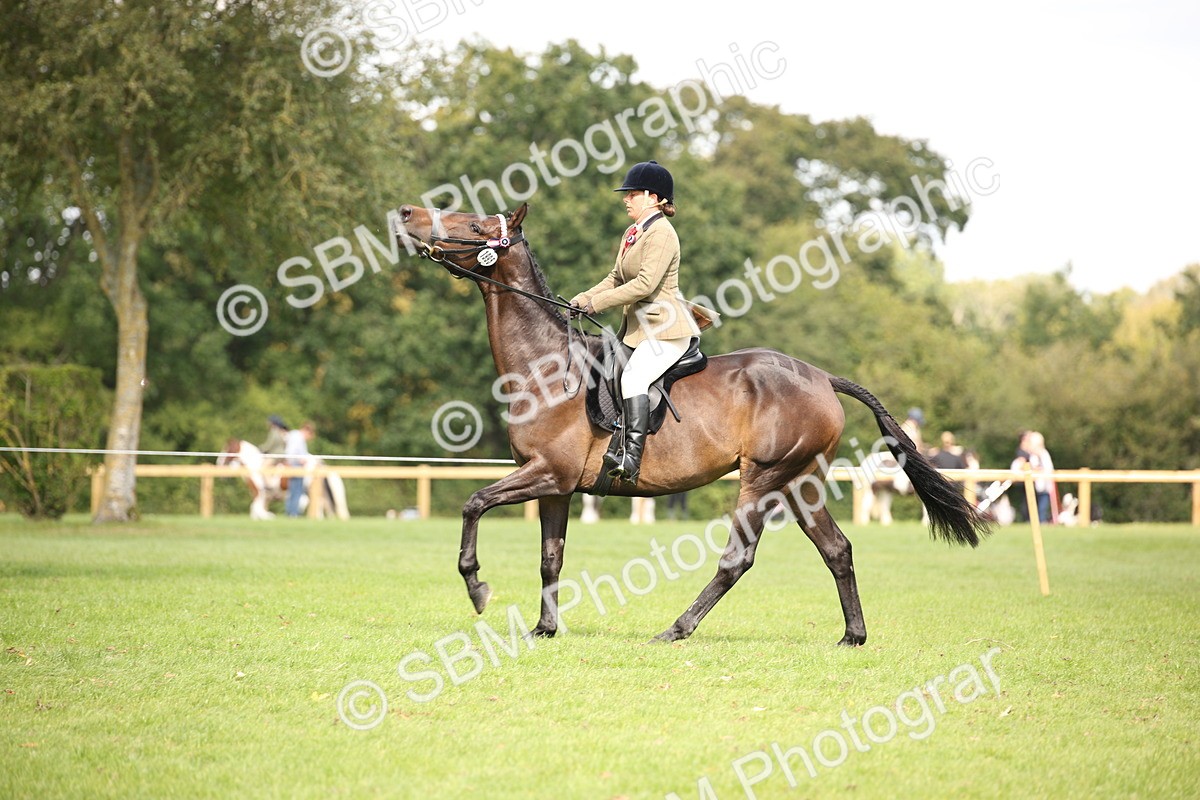 SBM_65943 - S64 - Riding Horse & Hack & Thoroughbred Ridden