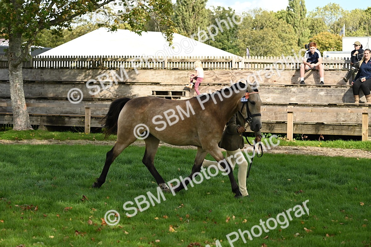 SBM_25043 - S5 - Novice & Newcomer In hand