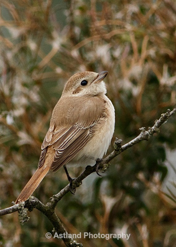 Astland Photography, Bird and Wildlife Images, Susan and Peter Wilson, U.K.
