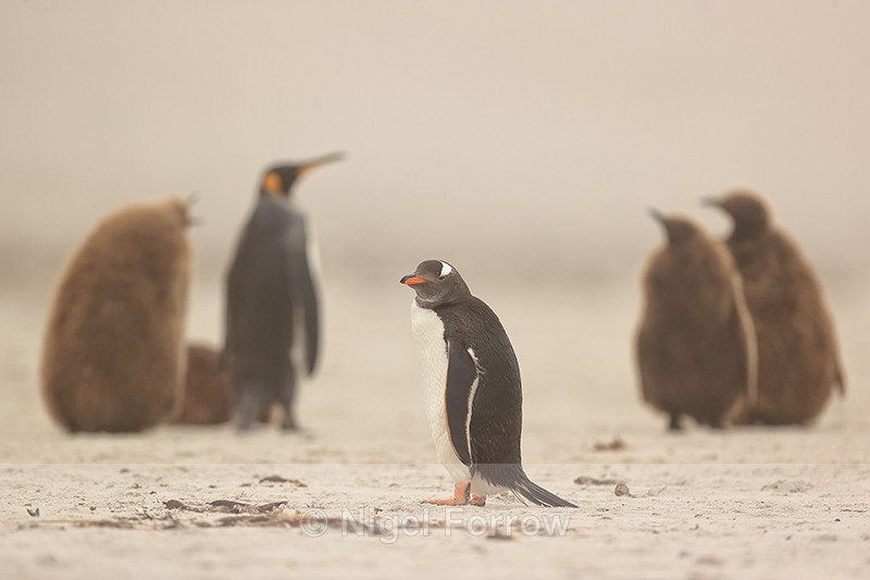 Gentoo Penguin and King Penguin creche, Saunders Island, Falklands - Gentoo Penguin