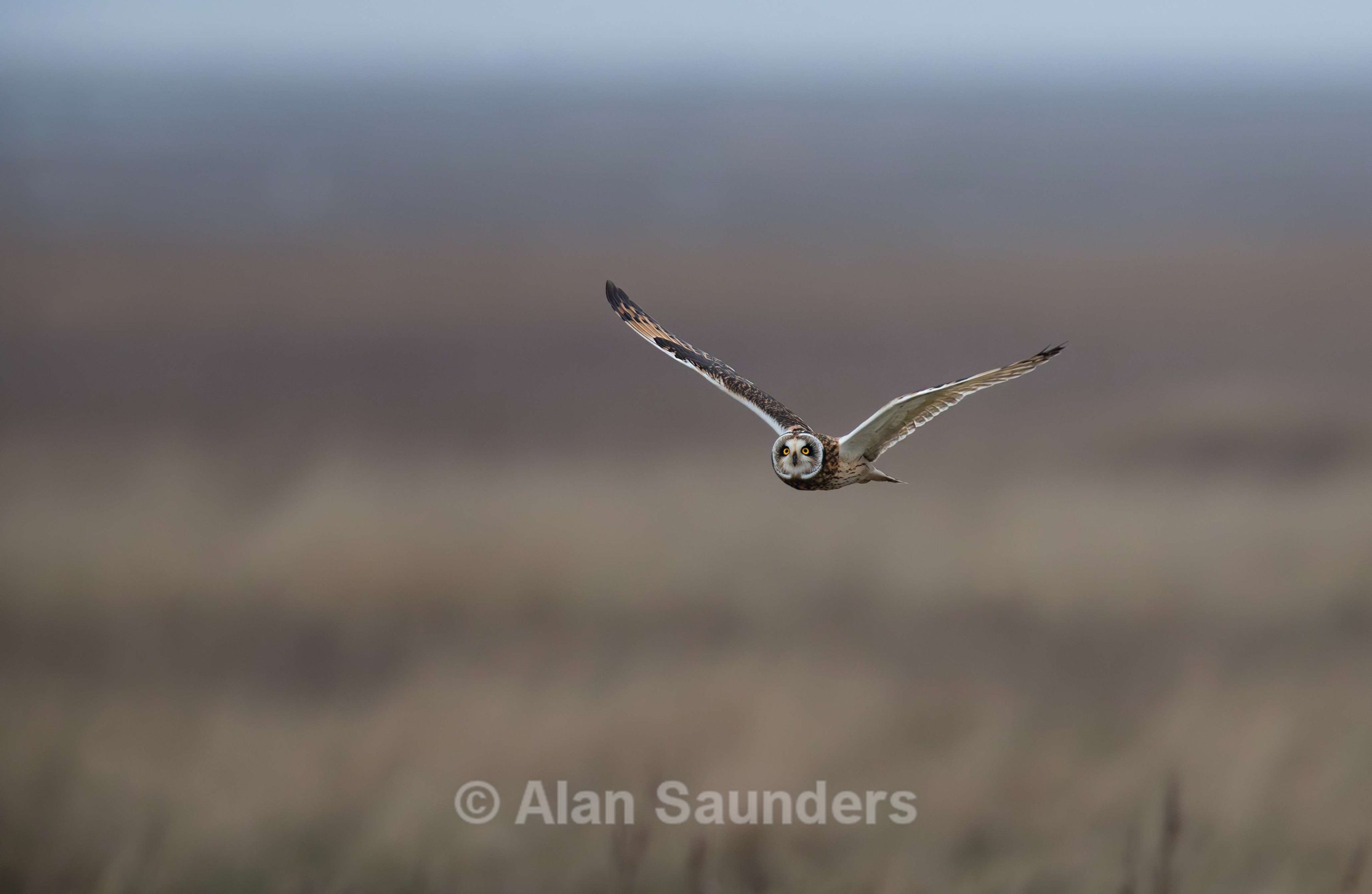 Short Eared Owl