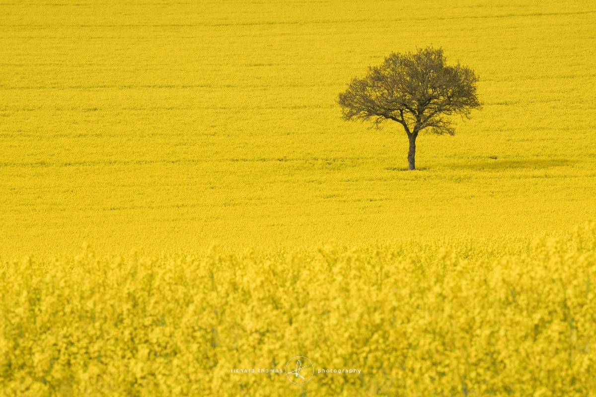 In a sea of yellow - One2Tree