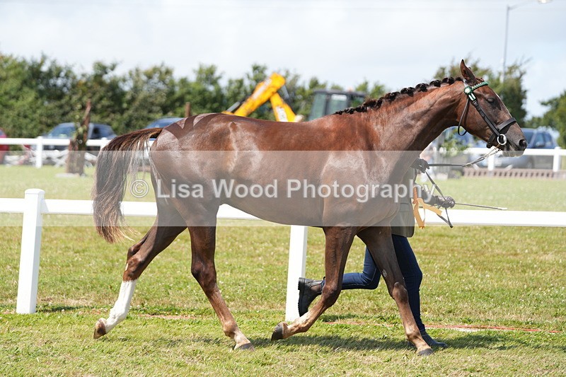DSC06311 - Class 54: Hunter/Riding Horse/Hack 1 & 2 yr olds