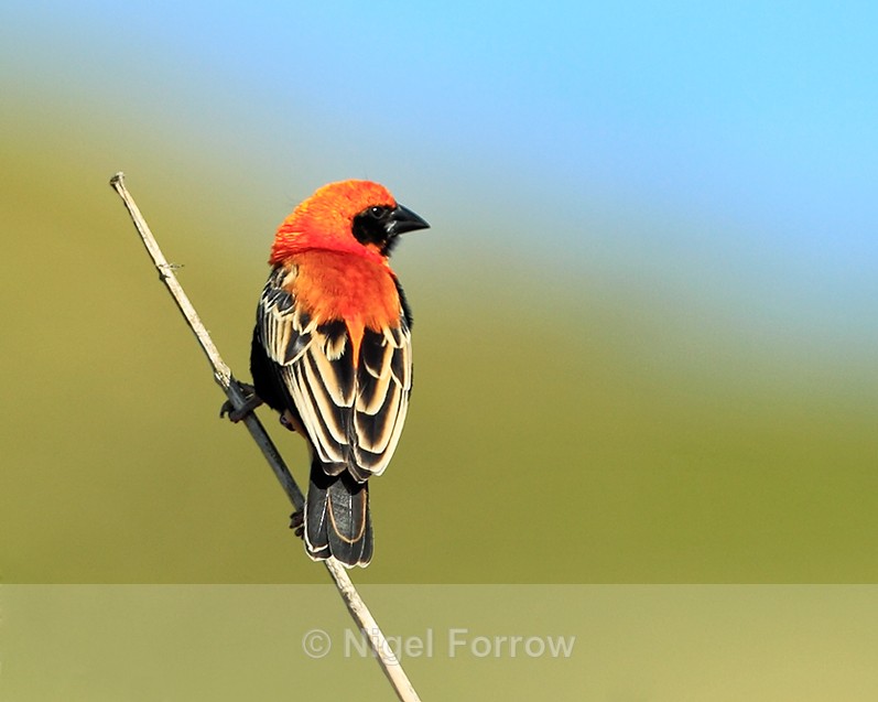 Black-winged Red Bishop perched on a branch at Durlston - Black-winged Red Bishop