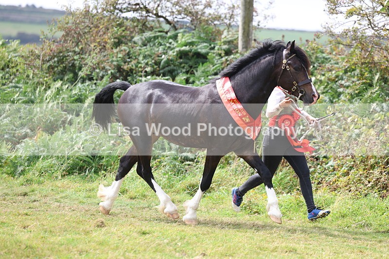 3E7A5778 - In Hand Championship