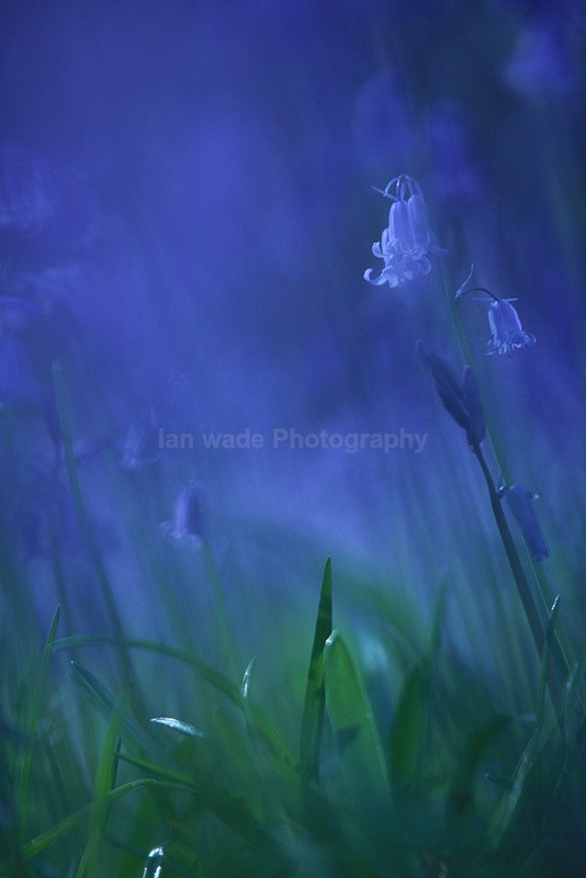  - Wild Flowers,  plants & Fungus photography, Great Britain