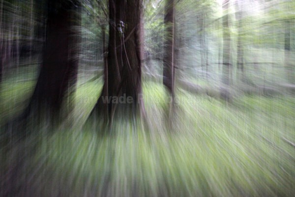  - Woodland scenes & flowers