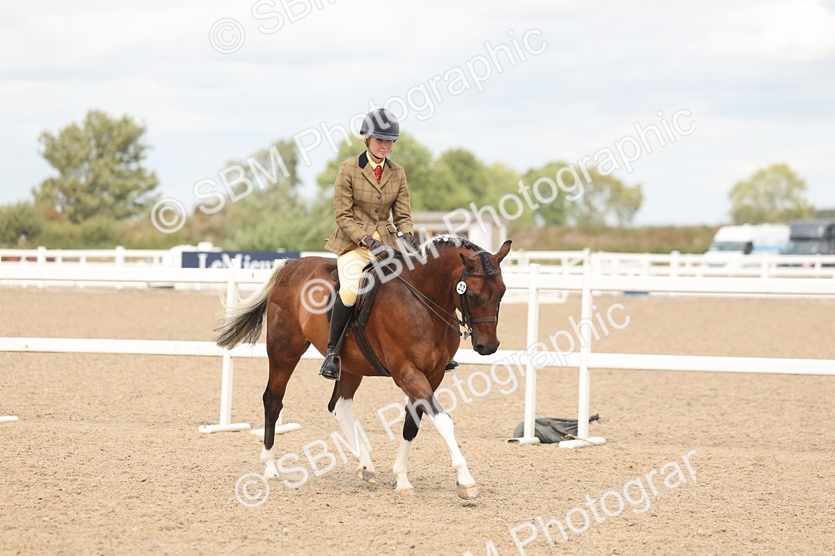 SBM_15960 - Class 311 - Ridden Show pony-Show hunter Pony