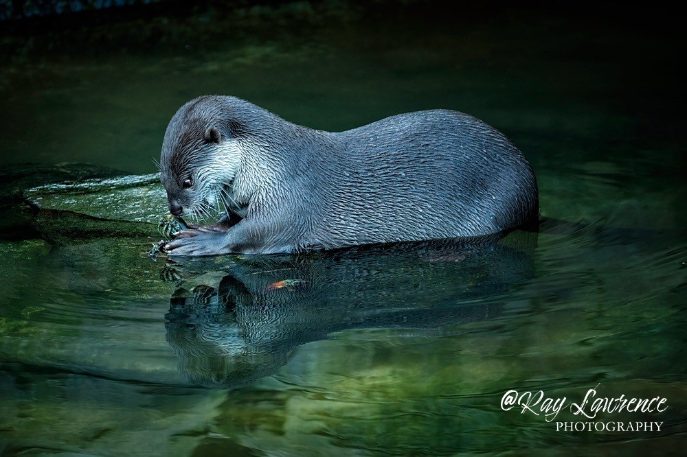 Asian small-clawed otter RLP_5097-1583 - Vulnerable and Beyond