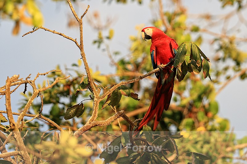 Scarlet Macaw perched late afternoon, Drake Bay, Costa Rica - Scarlet Macaw